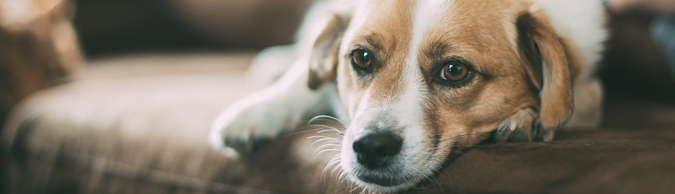 Bannière adoption chien